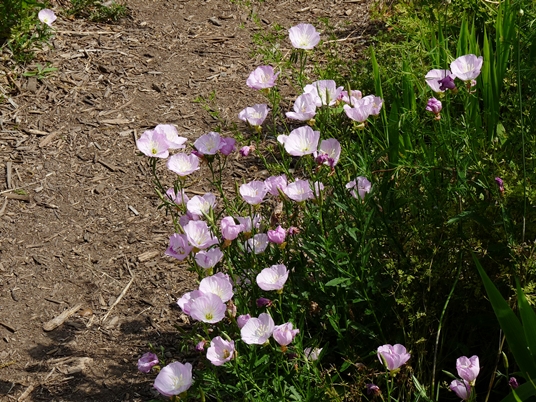 {Oenothera speciosa}